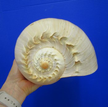 10 inches Large Crowned Baler Melon Shell for Sale - Buy this one for $14.99