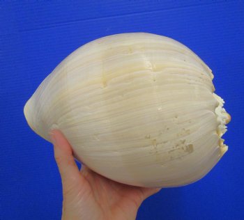 10 inches Large Crowned Baler Melon Shell for Sale - Buy this one for $14.99