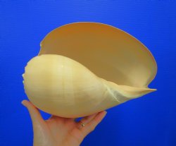 10-1/2 inches Large...