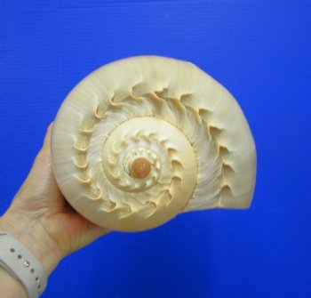 10-1/2 inches Large Crowned Baler Melon Shell for Sale - Buy this one for $14.99