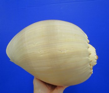 10-1/2 inches Large Crowned Baler Melon Shell for Sale - Buy this one for $14.99