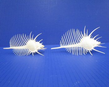 2 Large Venue Comb Murex Shells 5-7/8 and 4-7/8 inches - Buy these for $9 each