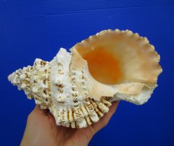 8-1/2 by 5-1/2 inches Frog Shell, Tutufa Bubo - Buy this one for $17.99