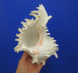 9-1/4 inches Ramose...