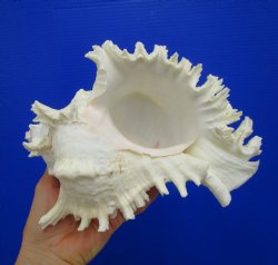 9-7/8 inches Ramose...