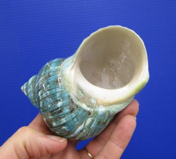 4-1/8 inches Polished Jade Turbo Seashell for Sale <Font color=red>Hand Picked</font>  - Buy this one for $14.99
