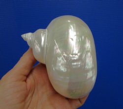 4 inches Large Whit...