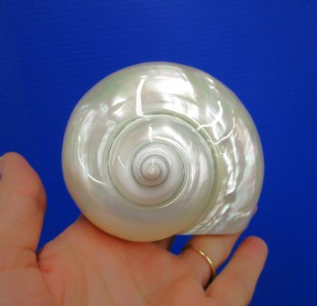 4 inches Large White Pearl Turban Shell - Buy this one for $14.99
