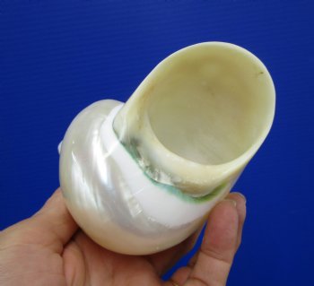 4 inches Large White Pearl Turban Shell - Buy this one for $14.99