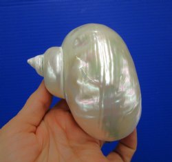 4 inches Large Whit...