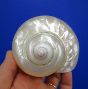 4 inches Large White Pearlized Turban Shell - Buy this one for $14.99