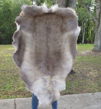 47 by 34 inches Finland Reindeer Hide, Reindeer Fur, Skin Without Legs, Grade B  - Buy this one for $94.99
