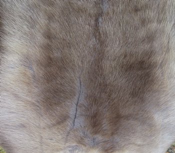 47 by 34 inches Finland Reindeer Hide, Reindeer Fur, Skin Without Legs, Grade B  - Buy this one for $94.99