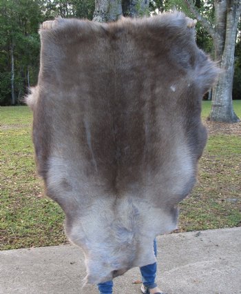 48 by 38 inches Authentic Reindeer Skin, Hide, Fur, Grade B - Buy this one for $94.99