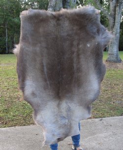 48 by 38 inches Authentic Reindeer Skin, Hide, Fur, Grade B - Buy this one for $94.99