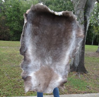 Finland Reindeer Hide, Skin, Without Legs, with Brown, Tan, Gray and White Fur, 47-3/4" by 35" - Buy this one for $109.99
