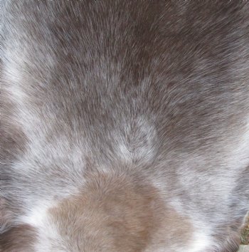 Finland Reindeer Hide, Skin, Without Legs, with Brown, Tan, Gray and White Fur, 47-3/4" by 35" - Buy this one for $109.99