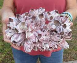 10-1/2 inches Large Purple Barnacle Cluster for Sale for $19.99