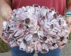 10-1/4 inches Large Purple Barnacle Cluster for Sale for $19.99