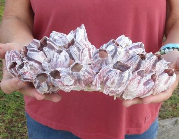 10-1/4 inches Large Purple Barnacle Cluster for Sale for $19.99