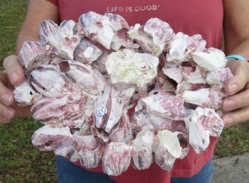 10-1/4 inches Large Purple Barnacle Cluster for Sale for $19.99