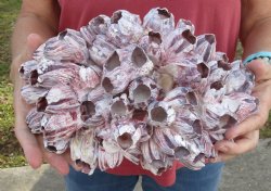 11 inches Large Purple Barnacle Cluster for Sale for $19.99