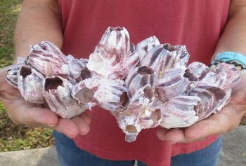 11 inches Large Purple Barnacle Cluster for Sale for $19.99