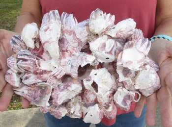 11 inches Large Purple Barnacle Cluster for Sale for $19.99