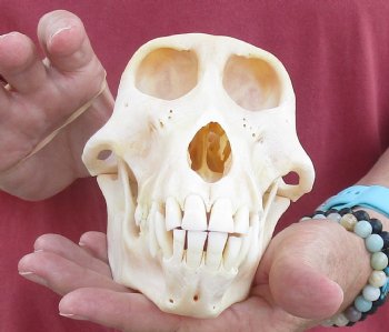 7" Female Chacma Baboon Skull - Buy this one for $154.99 (CITES p000023748)