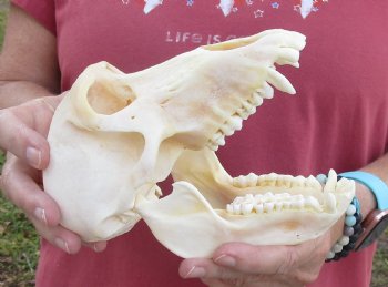 7" Female Chacma Baboon Skull - Buy this one for $154.99 (CITES p000023748)