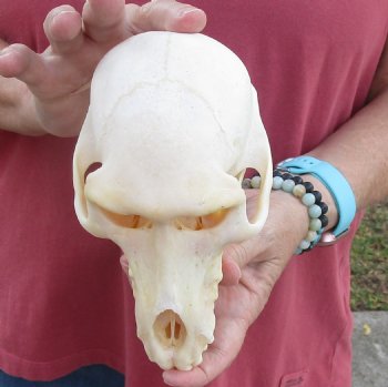 7" Female Chacma Baboon Skull - Buy this one for $154.99 (CITES p000023748)
