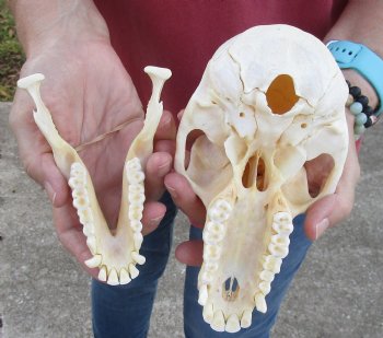 7" Female Chacma Baboon Skull - Buy this one for $154.99 (CITES p000023748)