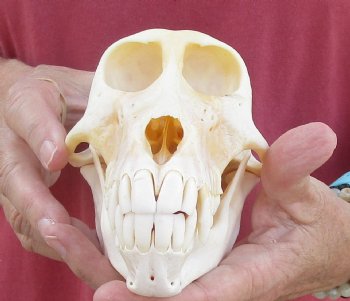 6-7/8" Female Chacma Baboon Skull - Buy this one for $154.99 (CITES p000023748)