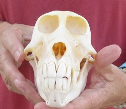 6-7/8" Female Chacma Baboon Skull - Buy this one for $154.99 (CITES p000023748)