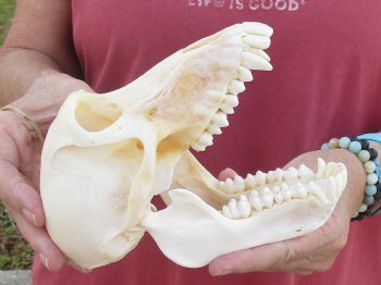 6-7/8" Female Chacma Baboon Skull - Buy this one for $154.99 (CITES p000023748)