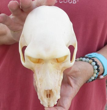 6-7/8" Female Chacma Baboon Skull - Buy this one for $154.99 (CITES p000023748)