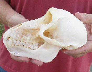 6-7/8" Female Chacma Baboon Skull - Buy this one for $154.99 (CITES p000023748)