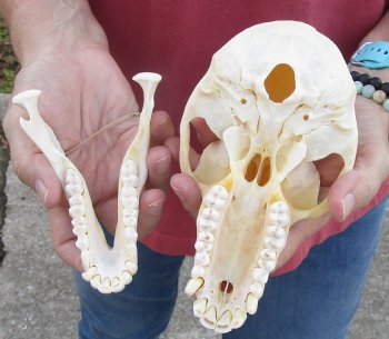 6-7/8" Female Chacma Baboon Skull - Buy this one for $154.99 (CITES p000023748)