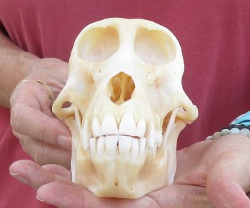6-7/8" Female Chacma Baboon Skull - Buy this one for $154.99 (CITES p000023748)