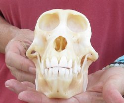 6-7/8" Female Chacma Baboon Skull - Buy this one for $154.99 (CITES p000023748)