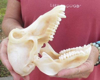 6-7/8" Female Chacma Baboon Skull - Buy this one for $154.99 (CITES p000023748)