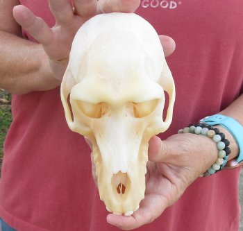 6-7/8" Female Chacma Baboon Skull - Buy this one for $154.99 (CITES p000023748)