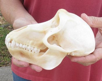6-7/8" Female Chacma Baboon Skull - Buy this one for $154.99 (CITES p000023748)