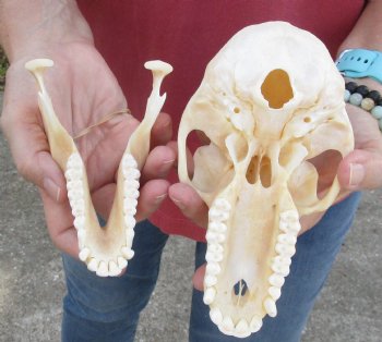 6-7/8" Female Chacma Baboon Skull - Buy this one for $154.99 (CITES p000023748)