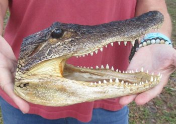 9 inch Taxidermy Alligator Head Souvenir - Buy this one for $24.99