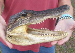 9 inch Taxidermy Alligator Head Souvenir - Buy this one for $24.99