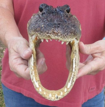 9 inch Taxidermy Alligator Head Souvenir - Buy this one for $24.99