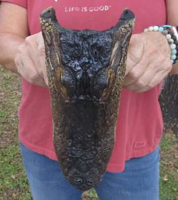 9 inch Taxidermy Alligator Head Souvenir - Buy this one for $24.99