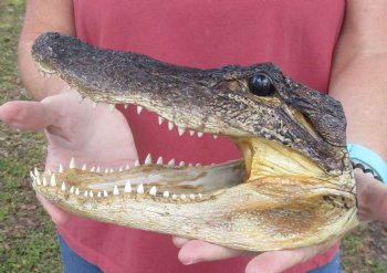9 inch Taxidermy Alligator Head Souvenir - Buy this one for $24.99