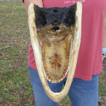 9 inch Taxidermy Alligator Head Souvenir - Buy this one for $24.99